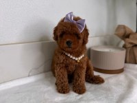 Toypoodle Yavrularımız