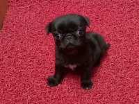 SAFKAN PUG YAVRULARI