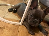 4.5 AYLIK FRENCH BULLDOG BLUE