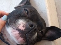French bulldog matilla için yuva