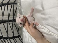 Kalite şivava bebek köpekler