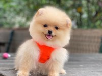 Blacks Petshop Garantisiyle Üst Düzey Pomeranian Boo