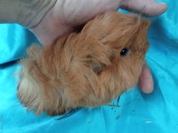 Ginepig yavrular