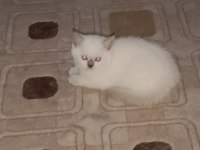 British Shorthair Kedisi