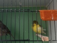 Norwich 2 dişi ve 1 erkek kanarya sahiplendirme