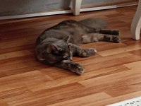 Yeni yuvasını arıyor british shorthair