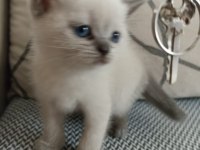 Bizim kediler yeni ailesini arıyor