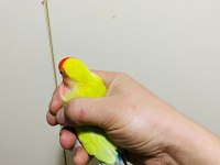 Çok güzel ve sağlıklı ele alıştırmalık kuşlar