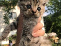 British shorthair yavrularım 2 aylıklar