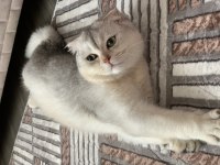 7 AYLIK BRİTİSH SHORTHAİR KÜL BEYAZ