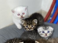 Hepsi tam bir oyun arkadaşı kediler