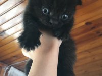 Siyah Biri Dişi ve Biri Erkek Scottish Fold Yavrularım