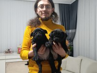 Siyah pug bebeklerim