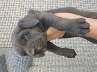 DEV BLUE CORSO BEBEKLER