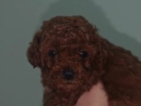 DARK CORE TOY POODLE YAVRU