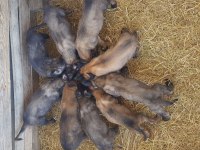 Malinois sağlam kan hattı