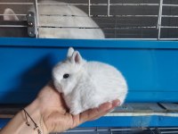 Orjinal cüce yavru tavşan