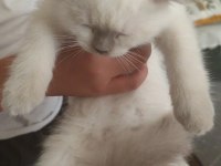 Scottish fold colorpoint