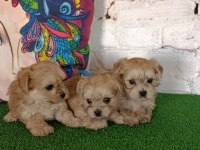 Köpeklerimize yeni yuvalar aranıyor