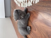 Scottish Fold
