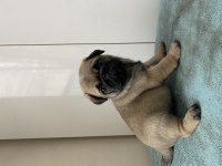 Pug Mops Yavrular ırk ve sağlık garantili Denizli