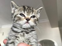 Scottish fold izmir