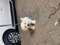 yavru maltese terrier