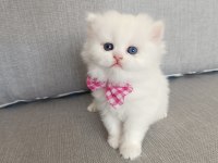 Güzeller güzeli british longhair odd eyes kızım