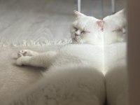 3 yaşında exotic shorthair kedim (DİŞİ)