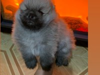 POMERANİAN BOO TEACUP ERKEK AYICIK
