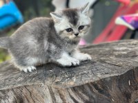 TUVALET EGITIMLI BRITISH SHORTHAIR YAVRULARIMIZ