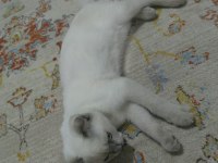 Scottish fold 6 aylık yavru kedimiz