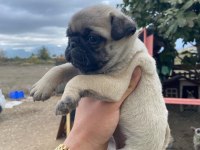 A KALİTE PUG YAVRULARIMIZ GÜL KUYRUK TESLİME HAZIR