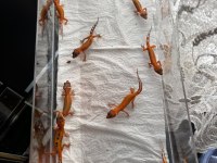 Leopard Gecko