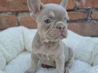 Prens ve prenses french bulldog köpekler