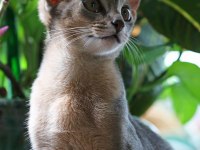 Safkan Blue (Mavi) Habeş Erkek Yavru