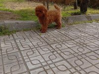 Toy Poodle 4 Aylık Dişi Wc Eğitimli