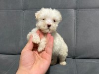 HER NUMARA EVDEN MALTESE TERRİER YAVRULARIM