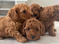 Teslime Hazir Orjinal Toy Poodle Bebekler