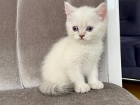 British shorthair beyaz
