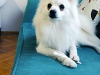 1 yaşında spitz kısır değil çipi ve karnesi mevcut