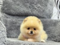 Pomeranian boo yavruları
