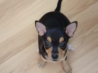 2 Aylık Sağlıklı Oyun Delisi Ev Ortamından Yavru Köpekler