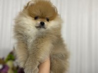 Pomeranian boo yavrular sağlık ırk garantili