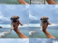 Pug Yavrularım Yeni Yuva Bekliyor