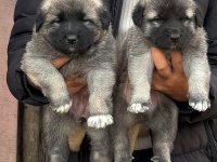 Sivas kangal yavrular