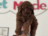 Ruhsatlı çiftlikde ziyarete açık toy poodle yavrular