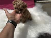 Petmode köpek çiftliğinden tea cup morkie