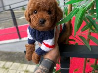 Toy poodle köpekleri
