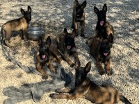 Süper belçika malinois yavruları ırk garantili